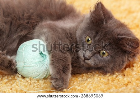 Cute gray kitten plays with threads for knitting on carpet at home
