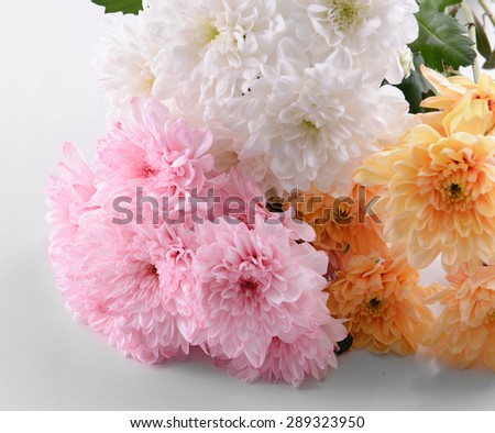 Colorful chrysanthemum isolated on white