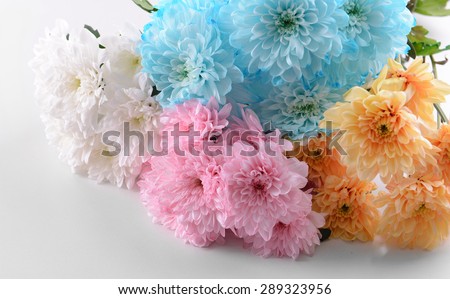 Colorful chrysanthemum isolated on white