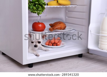 Adorable chihuahua dog in open fridge in kitchen