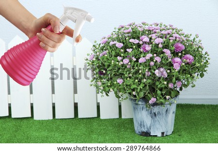 Female hand with sprayer and flowers on wall background