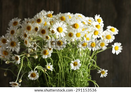 Beautiful bouquet of daisies close up