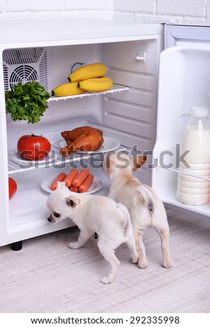 Adorable chihuahua dogs near open fridge in kitchen