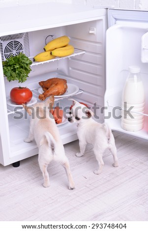 Adorable chihuahua dogs near open fridge in kitchen