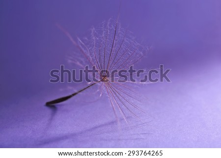Beautiful dandelion on purple background