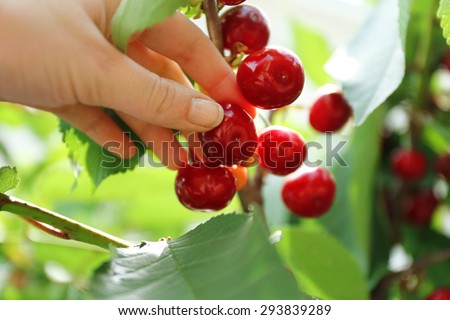 Female hand picking cherries from branch in garden