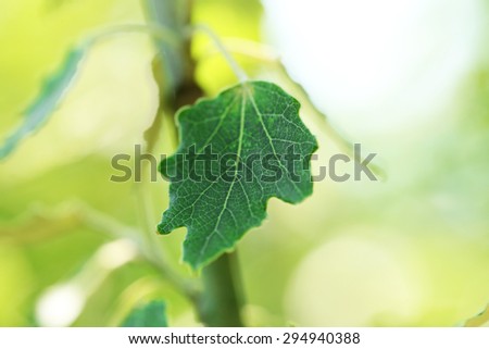 Green leaves of tree branch, closeup