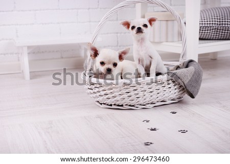 Adorable chihuahua dogs in basket and muddy paw prints on wooden floor in room