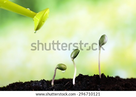 Watering green bean seedlings in soil on bright background