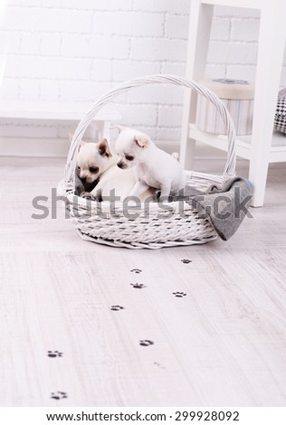 Adorable chihuahua dogs in basket and muddy paw prints on wooden floor in room