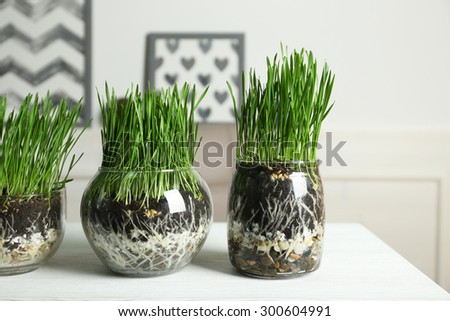 Transparent pots with fresh green grass on table