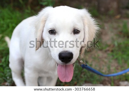 Labrador retriever dog with leash walking outdoors