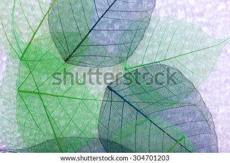 Abstract skeleton leaves background