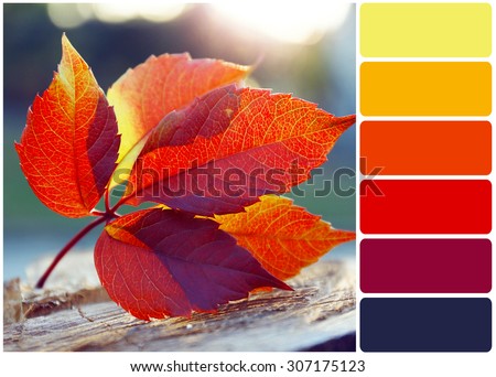 Beautiful autumn leaf on stump and palette of colors