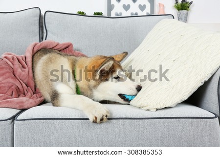 Cute Alaskan Malamute puppy with toy ball on sofa, close up