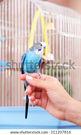 Budgerigar sitting on hand on cage background