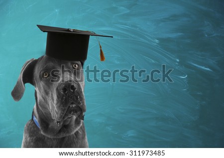 Cute dog  with grad hat near blackboard- education concept