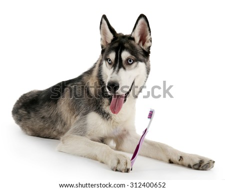 Beautiful huskies dog with toothbrush isolated on white