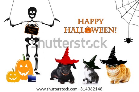 Animals with witch hats for halloween, isolated on white
