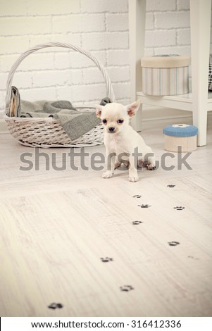 Adorable chihuahua dog and muddy paw prints on wooden floor in room