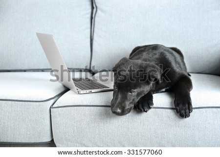 Cute black retriever on white sofa, close up