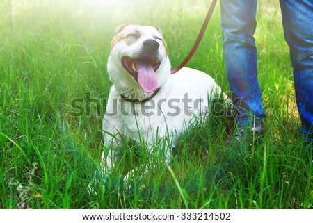 Funny big alabai dog and owner, outdoors