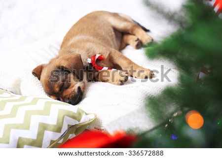 Cute puppy sleeping on pillow with Christmas decor