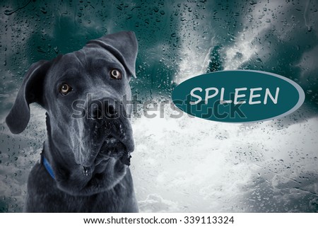Sad dog on rain background