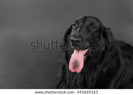 Portrait of big black dog on black background