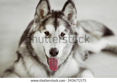 Malamute puppy on light floor background