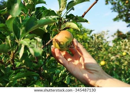 Female hand picking apple from tree