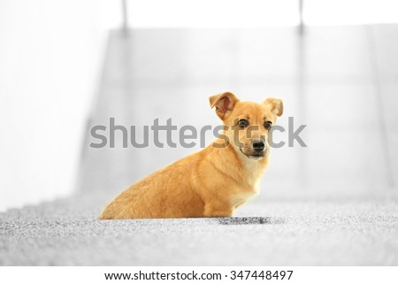Small cute funny dog at stairs on light background