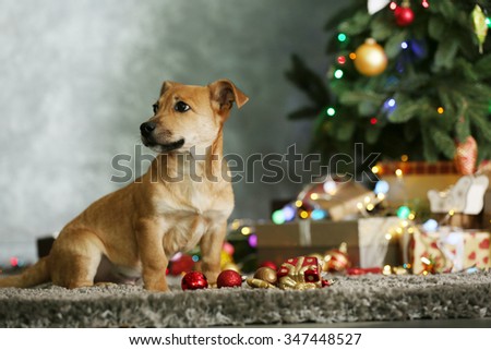 Small cute funny dog with Christmas gifts and accessories on dark background