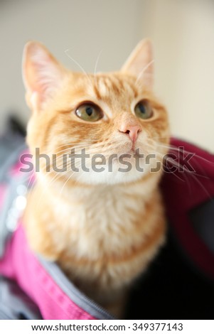 Red cat in sport bag, close up