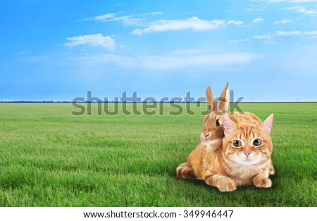 Cute cat and rabbit on green grass