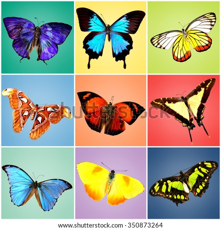 Butterflies collection on bright background