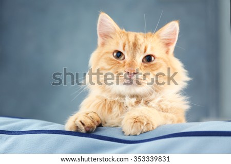 Fluffy red cat on sofa, close up