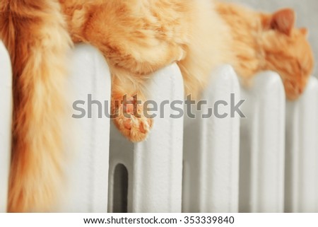Fluffy red cat on warm radiator near grey wall, close up