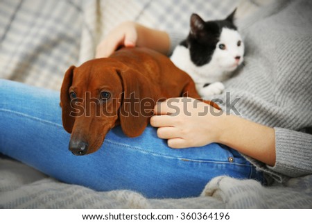 Woman with cute dachshund puppy and cat on plaid background
