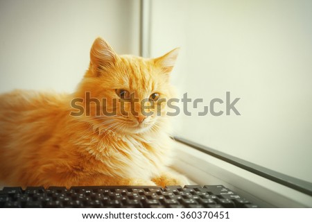 Red cat with computer keyboard lying on window board, close up