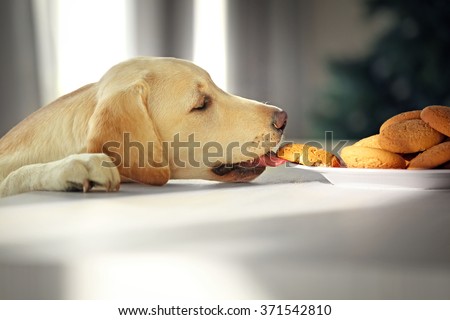 Cute Labrador dog eating tasty cookies on kitchen table, closeup