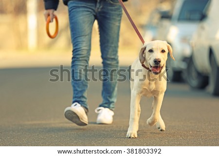 Owner and Labrador dog walking in city on unfocused background