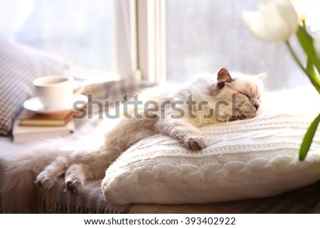 Color-point cat lying on pillow near the window in living room