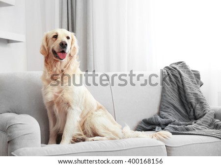 Golden retriever sitting on a sofa at home