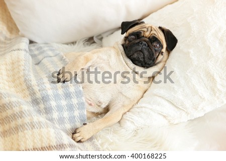 Pug dog lying in bed under blanket