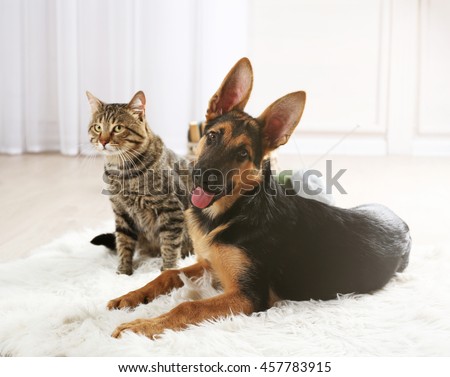 Cute cat and funny dog on carpet
