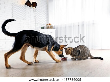 Cute cat and funny dog eating food