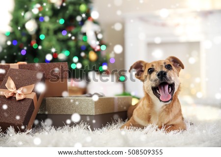 Cute puppy lying on carpet near Christmas gifts against blurred cozy interior background. Snowy effect, Christmas celebration concept.