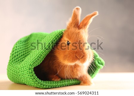 Cute funny rabbit in green hat on wooden table