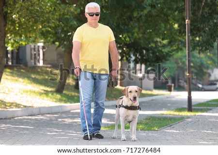 Guide dog helping blind man in the city